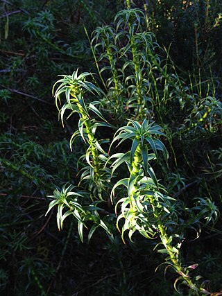<i>Richea gunnii</i> Species of flowering plant