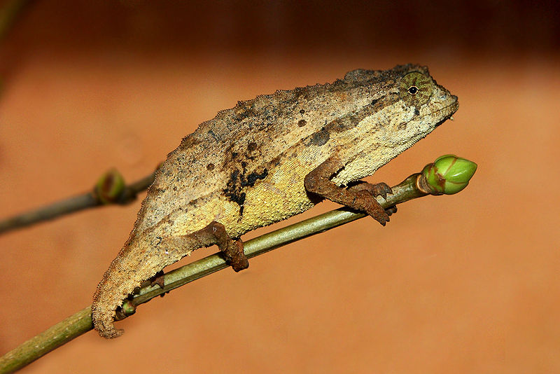 File:Rieppeleon brevicaudatus M002.jpg