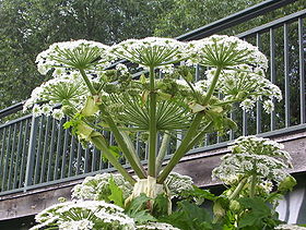 Kæmpebjørneklo (Heracleum mantegazzianum).