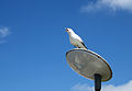 * Nomination Common gull (Larus canus) at harbour in Ringkøbing --Taxiarchos228 07:31, 1 August 2012 (UTC) * Promotion Good quality. --JDP90 13:31, 1 August 2012 (UTC)