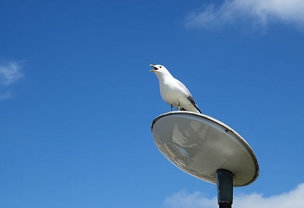 Common gull (Larus canus) at harbour in Ringkøbing