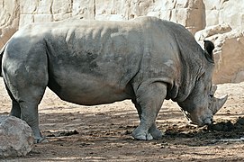 Rinoceronte blanco in Bioparc-Valencia.JPG