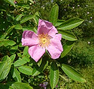 Rosa balsamica inflorescence (01).jpg