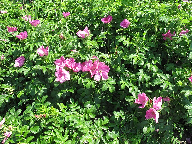 File:Rosa rugosa 15-p.bot-rosa.rugo-13.jpg