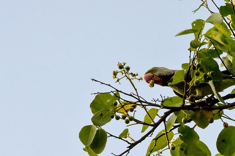 File:Rose ringed parakeet eating.jpg