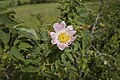 * Nomination Rose bloom at summit of "Spitzberg" (natural monument) --Plozessor 03:22, 29 May 2024 (UTC) * Promotion  Support Good quality. --Johann Jaritz 03:34, 29 May 2024 (UTC)