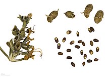 Seeds – MHNT