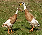 Indian Runner ducks stand upright, do not fly, and may produce over 300 eggs per year.[2][11]