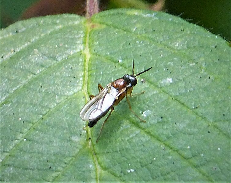 File:Rust Fly, Psilidae. likely Imantimyia albiseta (or Loxocera aristata maybe) (51906837846).jpg