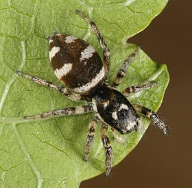 Salticus scenicus-o 01.jpg