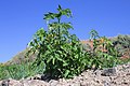 Santorini Cherry Tomato Plant (4567151555).jpg