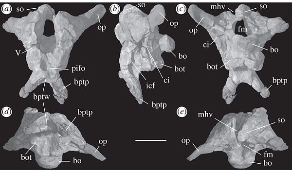 Holotype braincase in multiple views