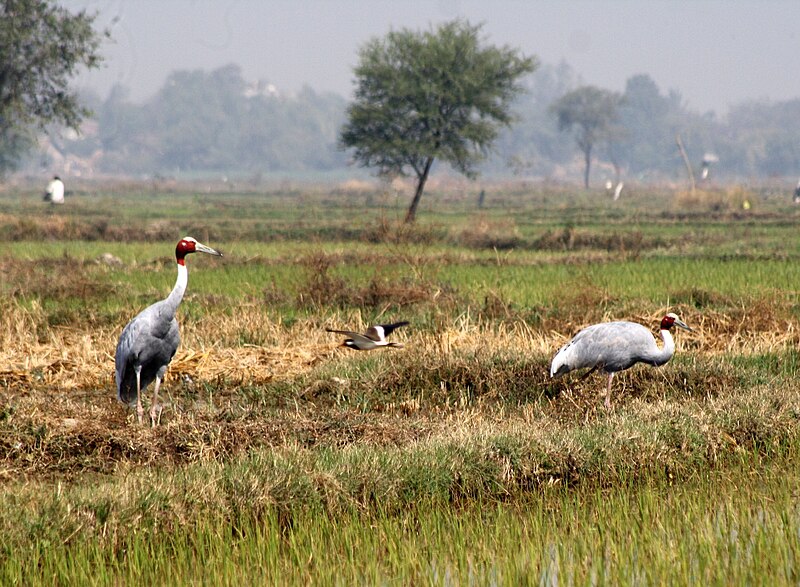 File:Sarus Grus antigone Sanand Gujarat IMG 0990 (3).JPG