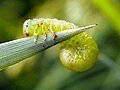 Thumbnail for File:Sawfly larva (9171159255).jpg