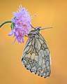 * Nomination Marbled white (Melanargia galathea) in the FFH area "Sand areas between Mannheim and Sandhausen" --Ssprmannheim 13:14, 3 May 2022 (UTC) * Promotion  Support Good quality. --IamMM 14:12, 3 May 2022 (UTC)