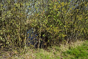 Schleswig-Holstein, Lunden, Landschaftsschutzgebiet und Naturerlebnisraum NIK 5803.jpg