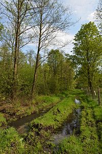 Schleswig-Holstein, Rosdorf, Landschaftschutzgebiet Waldfläche Wulfshorst NIK 6439.jpg