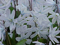 Scilla mischtschenkoana