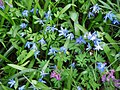 Scilla siberica & Corydalis solida