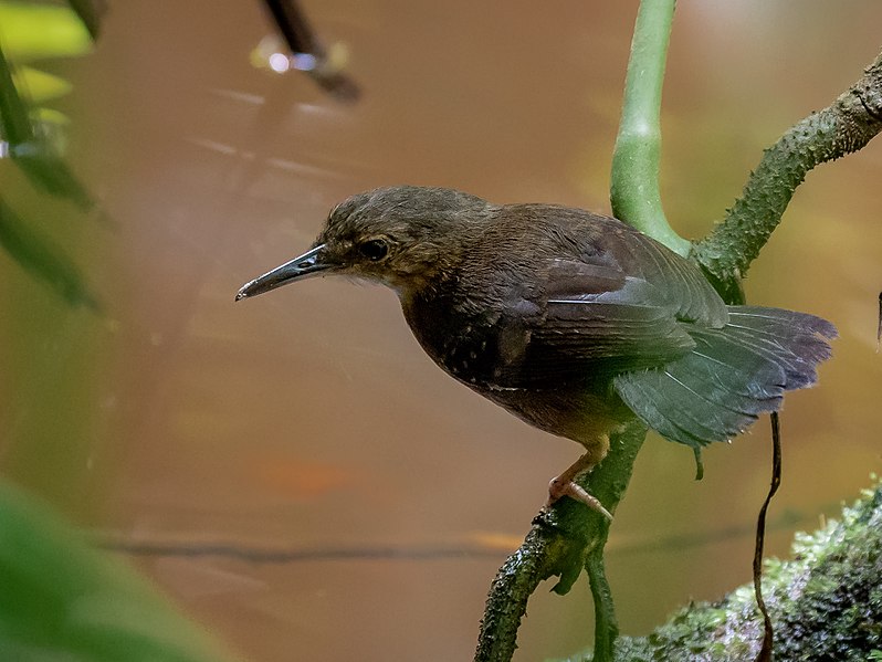 File:Sclateria naevia - Silvered antbird (female), Manacapuru, Amazonas, Brazil.jpg