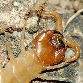 Lacraia ou Escolopendra.