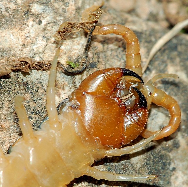 Centipede bite - Wikipedia
