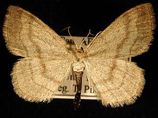 <i>Scopula siccata</i> Species of geometer moth in subfamily Sterrhinae