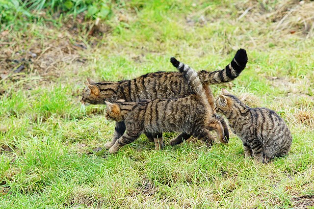 The image shows three wildcats on a patch of grass. It looks to be a mother and two teenage kittens. Their fur is a light brown-gray with vertical black stripes, forming black bands on the tail, and a black tailtip. The mother cat is walking toward the left of the image, looking at something off-camera, and one of the teenagers is walking pressed against her side, with its tail straight up in the air. The other kitten is sitting, back in a neat curve, looking at whatever the other two are approaching. The sitting kitten looks like he's about to get up and follow the others. The photo was uploaded to Wikimedia Commons by Peter Trimming.