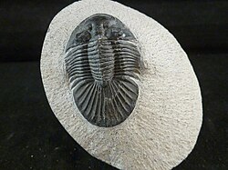 Fossil Shack tarafından hazırlanan Scutellum. JPG