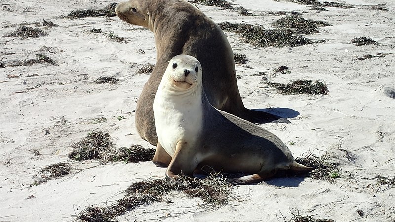 File:Sea Lion Mother & Cub - Pearson Island, Investigator Group Conservation Park, South Australia.JPG