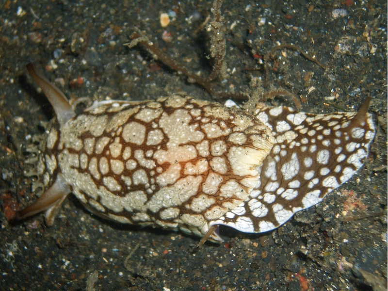 File:Sea Slug (Unidentified).png