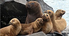 Un harem de lions marins ou otaries à crinière (Otaria flavescens)