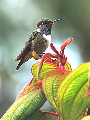 Volcanic elf, male (probably subspecies S. f. Torridus)