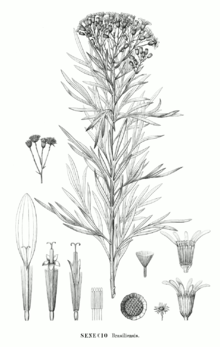 Senecio brasiliensis.png