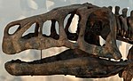 Shansisuchus