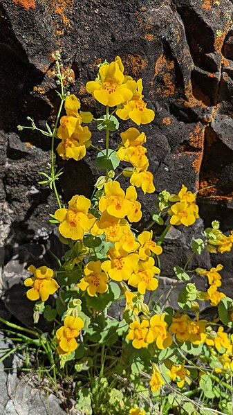 File:Shield-bracted monkeyflower imported from iNaturalist photo 119269748 on 16 February 2024.jpg