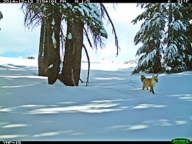 2014 reappearance in Yosemite after nearly 100 years Sierra Nevada red fox in Yosemite 2014-12-13.jpg