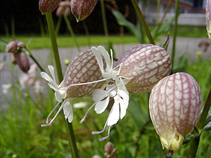 SileneVulgaris-bloem.jpg