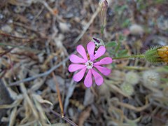 Silene colorata