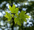 Image 829Silhouette of daddy long-legs spider (Pholcus phalangioides) on sugar maple (Acer saccharum) leaf , Des Plaines Trail, Illinois, US