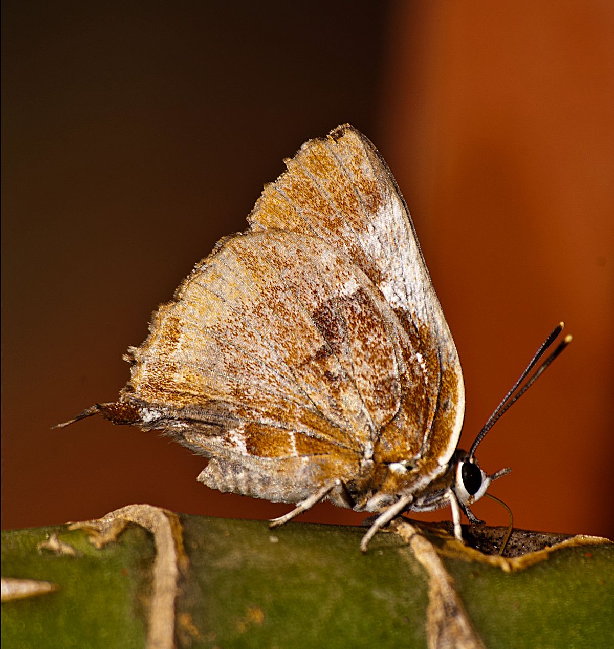 Butterfly recording