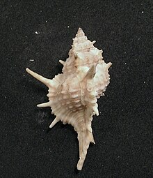 Siratus articulatus 001.jpg