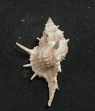 <i>Siratus articulatus</i> Species of gastropod