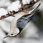 White-breasted nuthatch Sitta-carolinensis-001.jpg