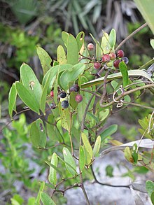 Smilax laurifolia.jpg