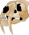 Миниатюра для Файл:Smilodon skull 2.png