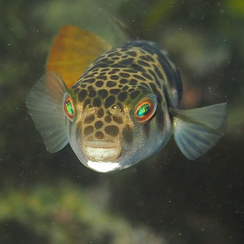 Toadfish - Easily identified by its teal accents, the high-speed