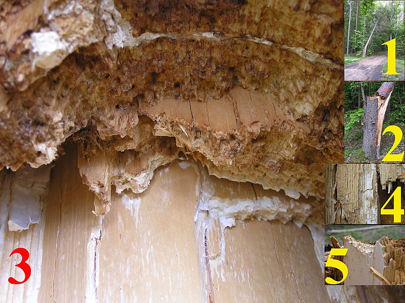 File:Snag tree fomitopsis pinicola white rot on picea 3 beentree.jpg