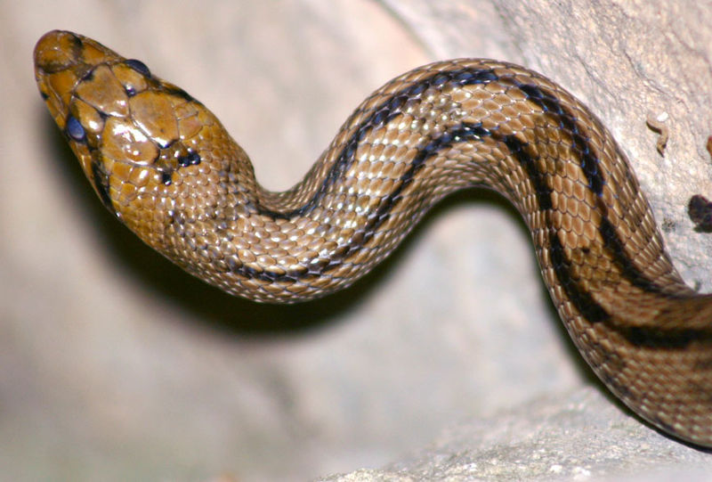 File:Snake (Elaphe scalaris) by JM Rosier.JPG