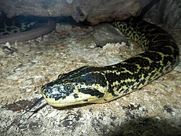 Snakes 11.jpg